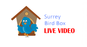 The Birdy and Blue live bird box camera